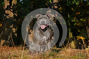 Staffordshire Bull Terrier Sits in the Sunny Nature