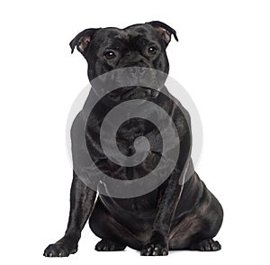 Staffordshire Bull Terrier sitting (2 years old)