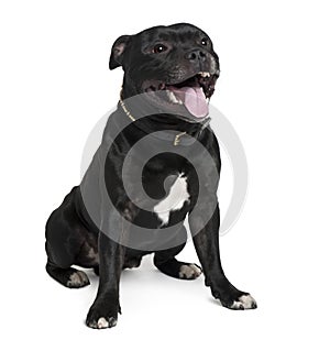 Staffordshire Bull Terrier, sitting and panting