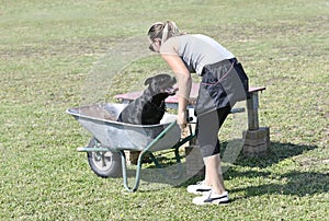 staffordshire bull terrier training for obedience