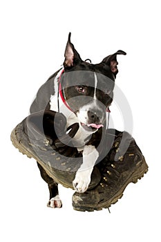 Staffordshire Bull Terrier with walking boots