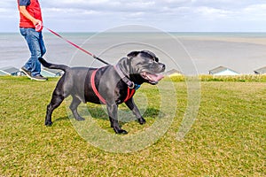 Staffordshire Bull Terrier wearing a red harness on a long retractable leash
