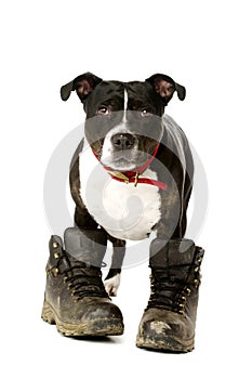 Staffordshire Bull Terrier wearing walking boots