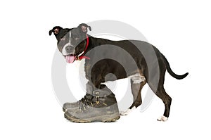 Staffordshire Bull Terrier wearing walking boots