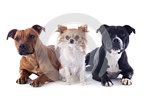 Staffordshire bull terriers and chihuahua