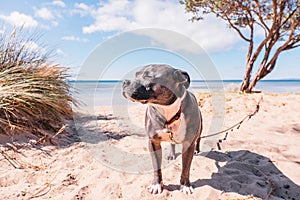 Staffordshire bullterrier at the beach