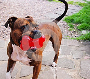 Staffy dog and toy photo