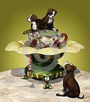 Staffordshire Puppies