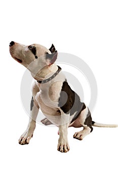 Staffordshire terrier