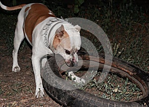 A Staffordshire Terrier bites a tire at night. Evil dirty dog