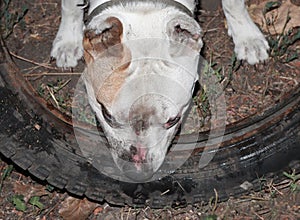 A Staffordshire Terrier bites a tire at night. Evil dirty dog