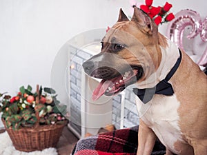 Staffordshire Terrier in a bow tie in a festive decorated interior