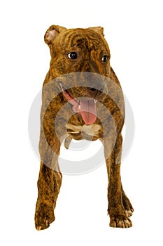 Staffordshire terrier dog