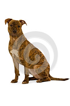 Staffordshire terrier dog