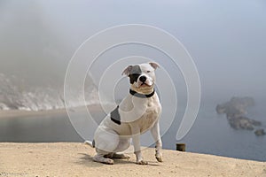 Staffordshire terrier dog in Durdle Door