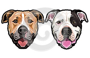 Staffordshire Terrier dog full color vector illustration