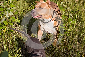 Staffordshire Terrier dogs are trained and walk