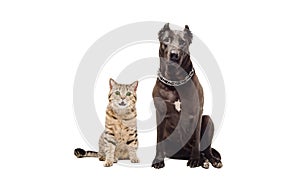 Staffordshire terrier and funny cat Scottish Straight sitting together