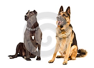 Staffordshire Terrier and German Shepherd
