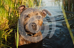 Staffordshire terrier hunting in the water