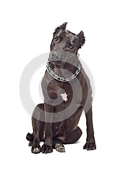 Staffordshire terrier interestedly looks
