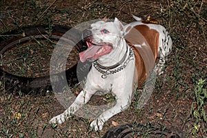 Staffordshire Terrier lying on the grass tired. Evil dirty dog