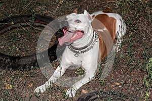 Staffordshire Terrier lying on the grass tired. Evil dirty dog