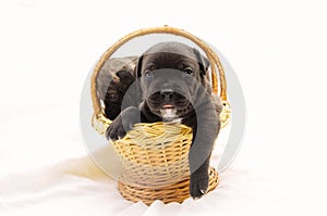 Staffordshire terrier one-month puppies. Young puppy dog sitting in basket. Puppy dog looking at camera with puppy dog eyes. One