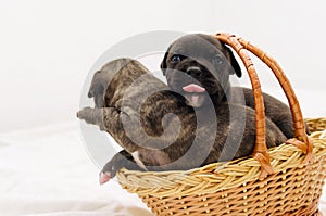 Staffordshire terrier one-month puppies. Young puppy dog sitting in basket with tongue sticking out. Puppy dog looking at camera