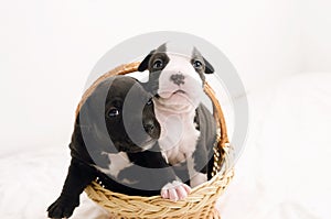 Staffordshire terrier one-month puppies. Young puppy dog sitting in basket with tongue sticking out. Puppy dog looking at camera