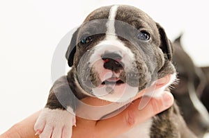 Staffordshire terrier one-month puppy dog head. Young puppy dog lying on hand.