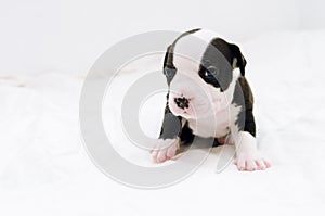 Staffordshire terrier one-month puppy dog. Sleepy young puppy dog sitting on white blanket. Puppy dog looking at camera with puppy