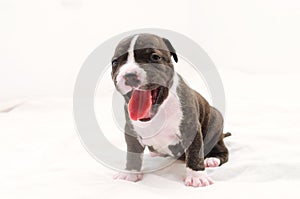 Staffordshire terrier one-month puppy dog. Sleepy young puppy dog sitting on white blanket. Puppy dog looking at camera with puppy