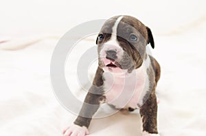 Staffordshire terrier one-month puppy dog. Sleepy young puppy dog sitting on white blanket. Puppy dog looking at camera with puppy