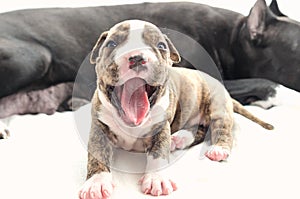 Staffordshire terrier one-month puppy dog. Young dog lying before his dog mom on white blanket with tongue sticking out. Puppy dog