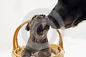 Staffordshire terrier one-month puppy dog. Young dog sitting in basket. Dog mom kissing she`s puppy dog. One month puppy