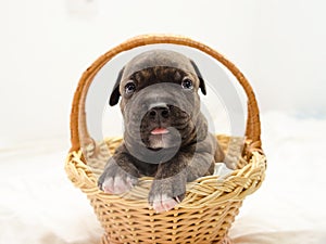 Staffordshire terrier one-month puppy dog. Young dog sitting in basket. Puppy dog looking at camera with puppy dog eyes. One month