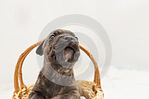 Staffordshire terrier one-month puppy dog. Young puppy dog sitting in basket. Brown one month puppy dog