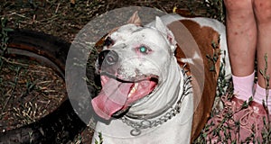 Staffordshire Terrier with an open mouth. Evil dirty dog