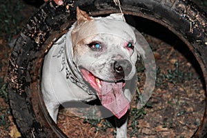 Staffordshire Terrier with an open mouth. Evil dirty dog