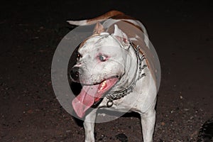 Staffordshire Terrier with an open mouth. Evil dirty dog