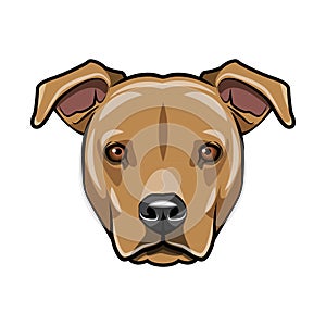 Staffordshire terrier portrait. Dog face, muzzle, head. Staffordshire terrier breed. Vector.
