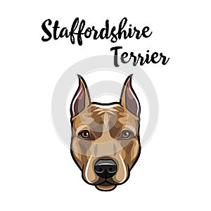 Staffordshire Terrier portrait. Dog head. American Staffordshire Terrier breed. Dog face, muzzle. Vector.