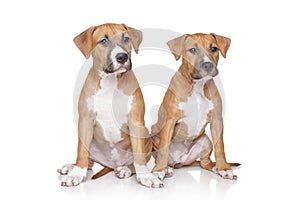 Staffordshire Terrier puppies on white background