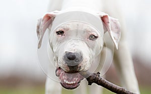 Staffordshire terrier puppy gnaws a stick photo