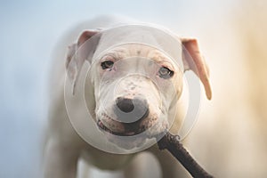 Staffordshire terrier puppy gnaws a wooden stick photo