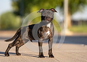 Staffordshire terrier puppy posing for an outdoor portrait