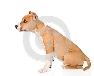 Staffordshire terrier puppy sitting in profile. isolated on whit