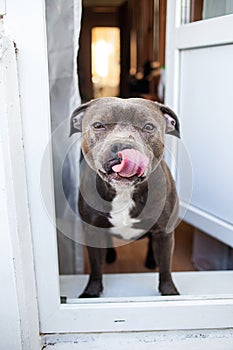 Staffordshire terrier standing on doorstep of loggia and smacking lips