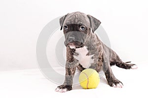 Staffordshire terrier two-month puppy dog with tennis ball. Young puppy dog sitting on white blanket. Puppy dog looking at camera